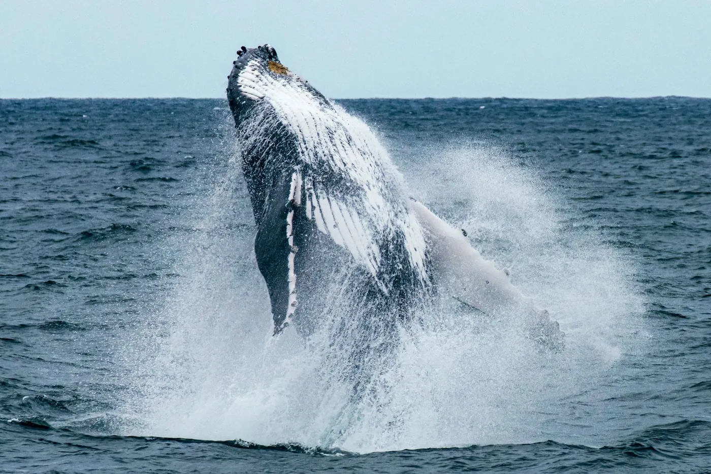Humpback whale breaching off the Sapphire Coast near Merimbula